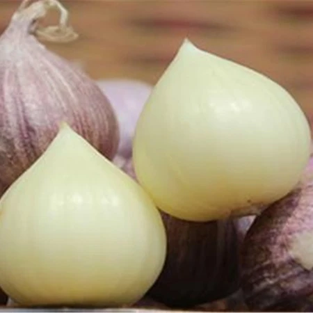 Tỏi Solo tươi trong kho
